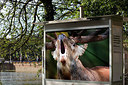 BUITEN BEELD Foto: 150452