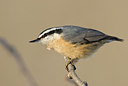 BUITEN BEELD Foto: 150469