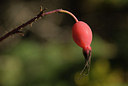 BUITEN BEELD Foto: 150476