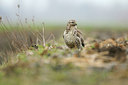 BUITEN BEELD Foto: 150875