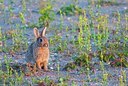 BUITEN BEELD Foto: 150954