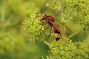 BUITEN BEELD Foto: 150962