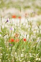 BUITEN BEELD Foto: 151192