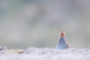 BUITEN BEELD Foto: 151274