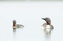 BUITEN BEELD Foto: 151665