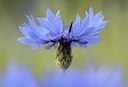 BUITEN BEELD Foto: 151701