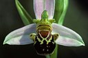 BUITEN BEELD Foto: 152190