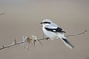 BUITEN BEELD Foto: 152246