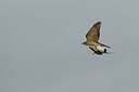 BUITEN BEELD Foto: 152989