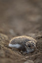 BUITEN BEELD Foto: 153013