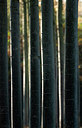 BUITEN BEELD Foto: 153169