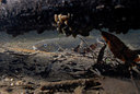 BUITEN BEELD Foto: 153245