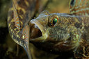 BUITEN BEELD Foto: 153322