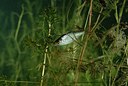 BUITEN BEELD Foto: 153325