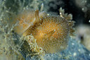 BUITEN BEELD Foto: 153396