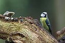 BUITEN BEELD Foto: 153914