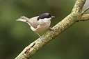 BUITEN BEELD Foto: 154155