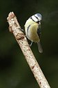 BUITEN BEELD Foto: 154160