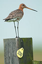 BUITEN BEELD Foto: 154507