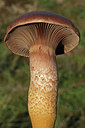 BUITEN BEELD Foto: 154538