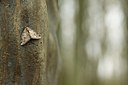 BUITEN BEELD Foto: 154572