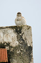 BUITEN BEELD Foto: 154650