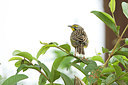 BUITEN BEELD Foto: 154651