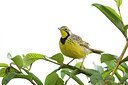 BUITEN BEELD Foto: 154652