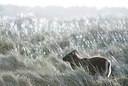 BUITEN BEELD Foto: 154744