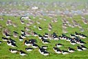 BUITEN BEELD Foto: 154762