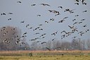 BUITEN BEELD Foto: 155068