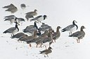 BUITEN BEELD Foto: 155072