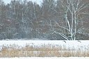BUITEN BEELD Foto: 155079