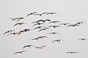 BUITEN BEELD Foto: 155083
