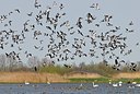 BUITEN BEELD Foto: 155096