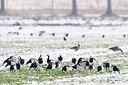 BUITEN BEELD Foto: 155106