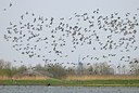 BUITEN BEELD Foto: 155111