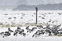 BUITEN BEELD Foto: 155218