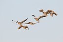 BUITEN BEELD Foto: 155243