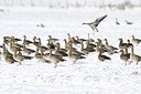 BUITEN BEELD Foto: 155245