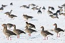 BUITEN BEELD Foto: 155254