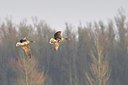 BUITEN BEELD Foto: 155259