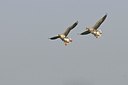 BUITEN BEELD Foto: 155261