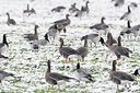 BUITEN BEELD Foto: 155271