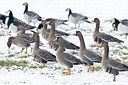 BUITEN BEELD Foto: 155273
