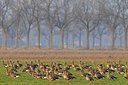 BUITEN BEELD Foto: 155285