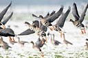 BUITEN BEELD Foto: 155287