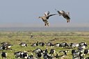 BUITEN BEELD Foto: 155294