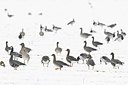BUITEN BEELD Foto: 155296