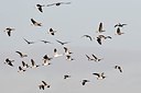 BUITEN BEELD Foto: 155308